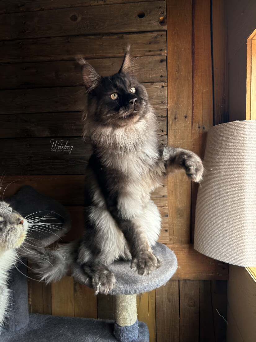 BeastFriendCoon Floki of Weissberg 