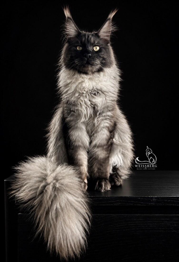 BeastFriendCoon Floki of Weissberg