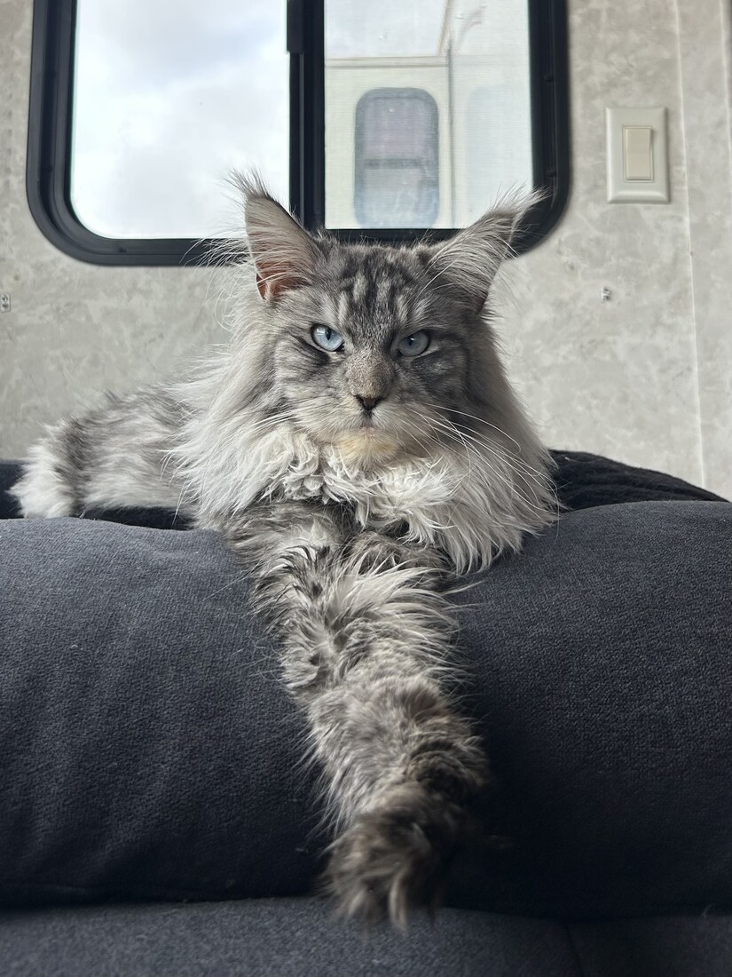 Santolicat Jasmine of Weissberg