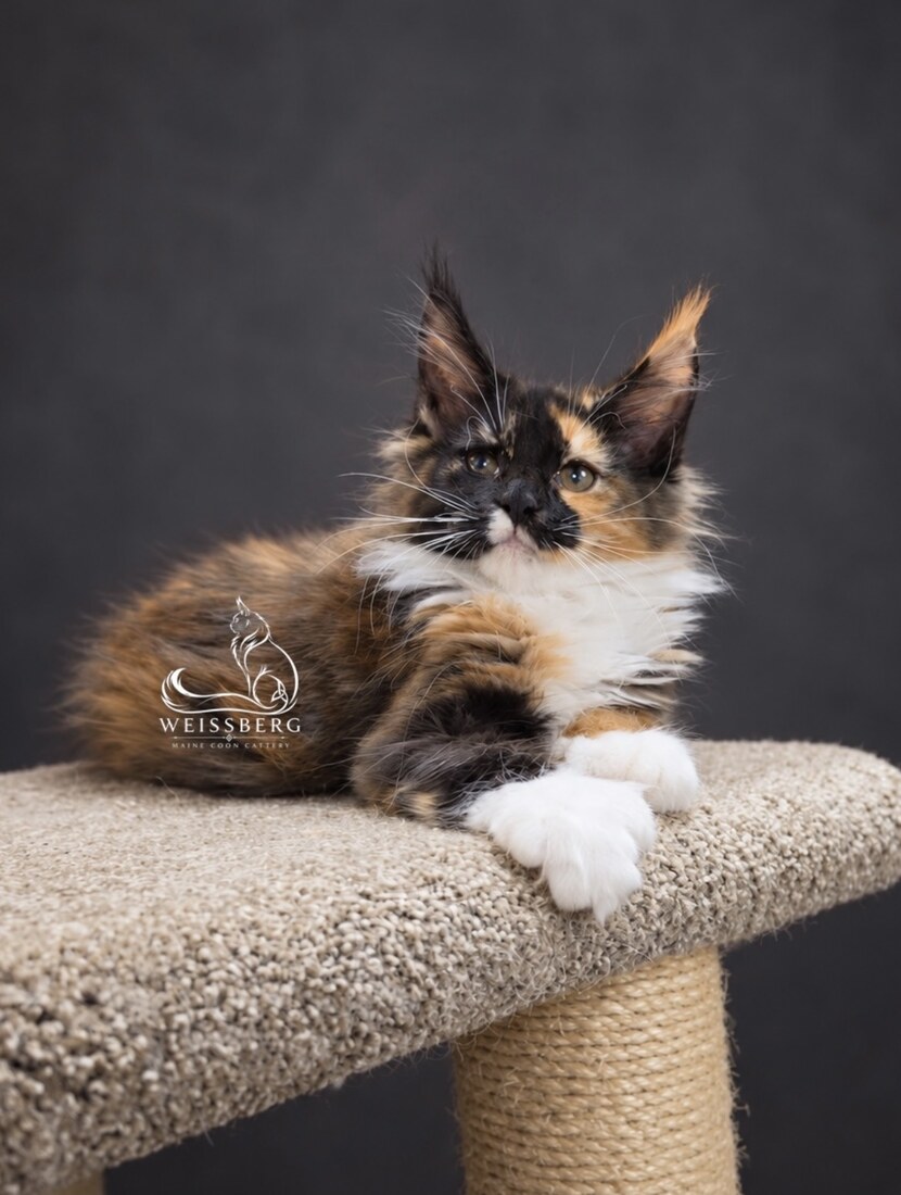 GameOnCats Skadi of Weissberg