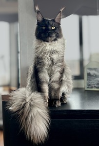 BeastFriendCoon Floki of Weissberg 