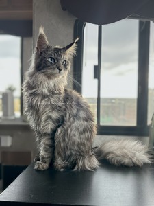 Santolicat Jasmine of Weissberg