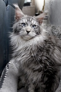 Santolicat Jasmine of Weissberg